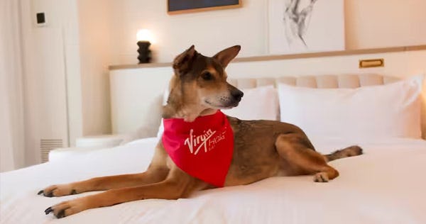 virgin-hotels-las-vegas-curio-collection-by-hilton-ruby-2-queens-dog-grand-chamber-suite_11997