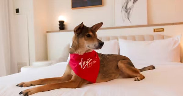 virgin-hotels-las-vegas-curio-collection-by-hilton-ruby-king-dog-chamber-suite_11997