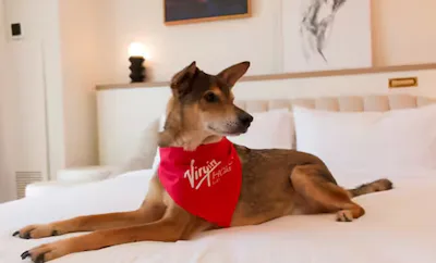 RUBY KING DOG CHAMBER SUITE